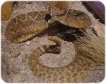 Western Diamondback Snake
Western Diamondback Snake
Keywords: Western Diamondback Snake