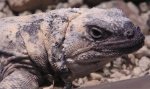 Chuckwalla
Chuckwalla
Keywords: Chuckwalla