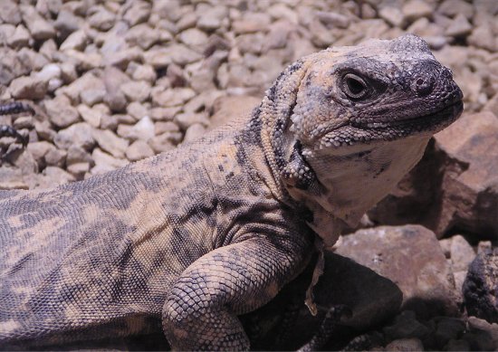 Chuckwalla
Chuckwalla
Keywords: Chuckwalla