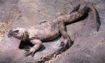 Chuckwalla
Chuckwalla
Keywords: Chuckwalla