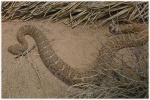 Western Diamondback Snake
Western Diamondback Snake
Keywords: Western Diamondback Snake