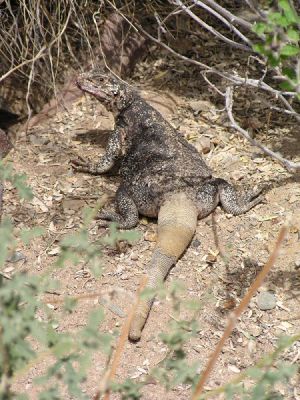 Chuckwalla
Chuckwalla
Keywords: Chuckwalla