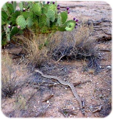 Western Diamondback Snake
Western Diamondback Snake
Keywords: Western Diamondback Snake