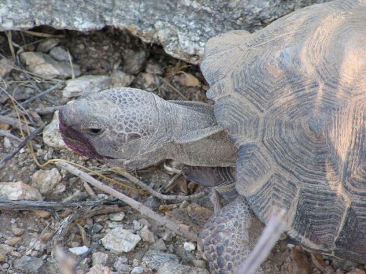 Desert Tortoise
Desert Tortoise
Keywords: Desert Tortoise