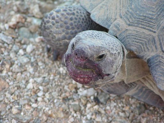 Desert Tortoise
Desert Tortoise
Keywords: Desert Tortoise