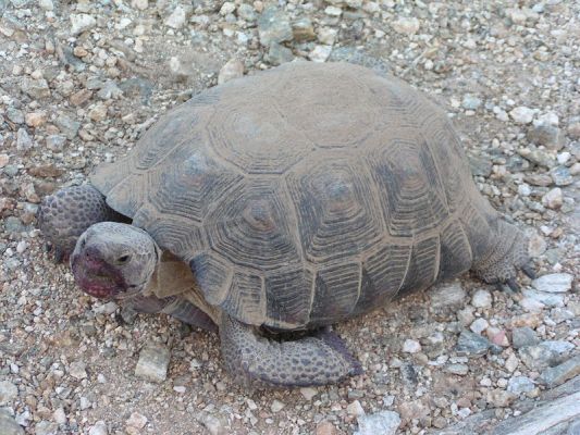 Desert Tortoise
Desert Tortoise
Keywords: Desert Tortoise