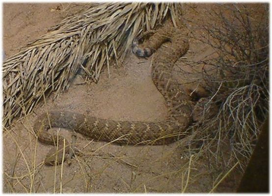Western Diamondback Snake
Western Diamondback Snake
Keywords: Western Diamondback Snake