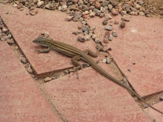 lizard03aug01.sized.jpg