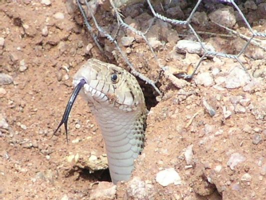 Patch Nosed Snake
Patch Nosed Snake
Keywords: Patch Nosed Snake