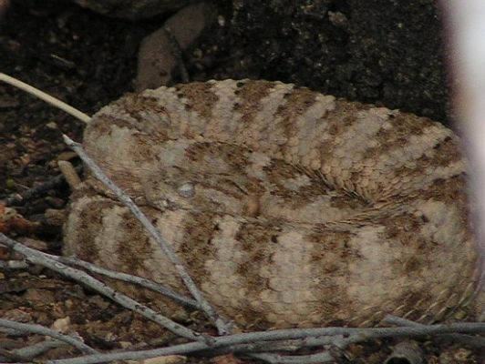 Tiger Rattlesnake
Tiger Rattlesnake
Keywords: Tiger Rattlesnake