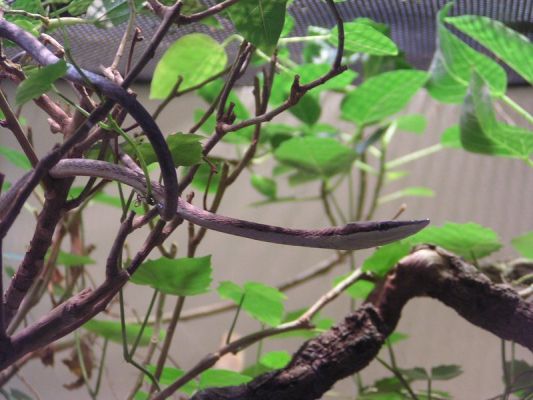 Vine Snake
Vine Snake
Keywords: Vine Snake