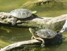 turtles504.jpg