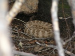 Tiger Rattlesnake
Tiger Rattlesnake
Keywords: Tiger Rattlesnake