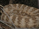 Tiger Rattlesnake
Tiger Rattlesnake
Keywords: Tiger Rattlesnake