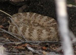 Tiger Rattlesnake
Tiger Rattlesnake
Keywords: Tiger Rattlesnake