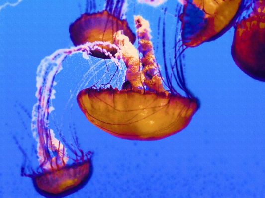 Jellies
Jelly Fish
Keywords: Jellies jelly fish