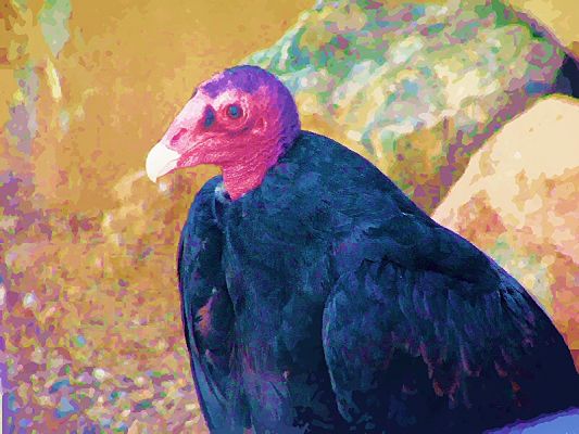 Vulture
Vulture
Keywords: Vulture