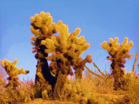 Teddy Bear Cholla
Teddy Bear Cholla
Keywords: Teddy Bear Cholla