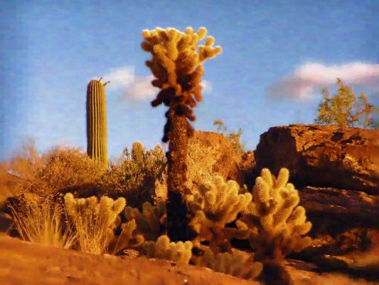 Teddy Bear Cacti
Teddy Bear Cholla
Keywords: Teddy Bear Cholla