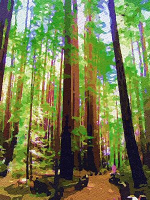 Armstrong Woods State Park
Armstrong Woods State Park, California
Keywords: Armstrong Woods State Park California