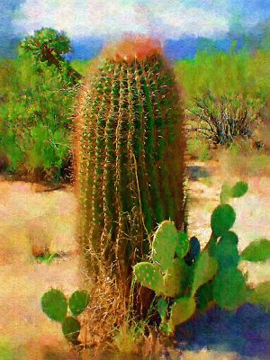 Barrel Cactus, Arizona
Barrel Cactus, Arizona
Keywords: Barrel Cactus, Arizona