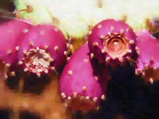 Cactus fruit
Cactus fruit
Keywords: Cactus fruit