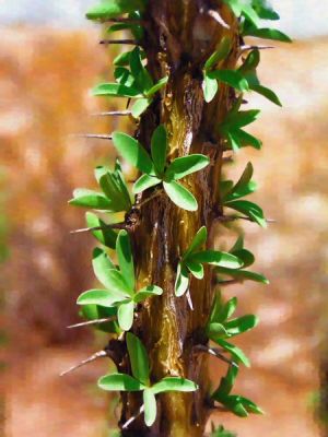 Ocotillo
Ocotillo
Keywords: Ocotillo