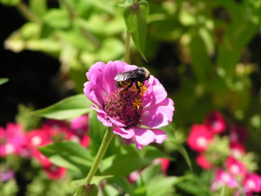 bumblebee01.jpg