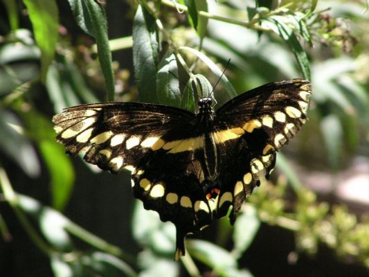 giantswallowtail01.jpg