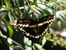 giantswallowtail01.jpg
