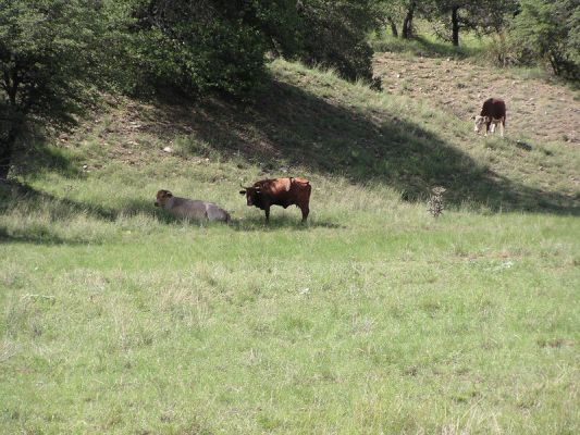 patagoniasonoita07.jpg