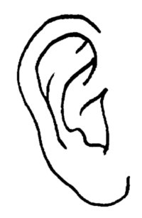 ear
ear
Keywords: ear pinna