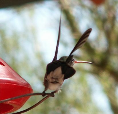 Hummingbird
Taken in Tucson, Arizona. Thanks to Danielle and Mike
Keywords: hummingbird tucson arizona