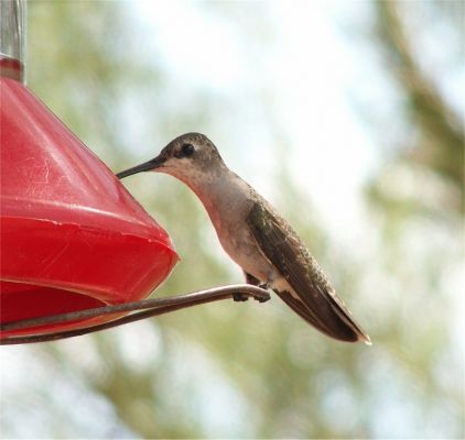 Hummingbird
Taken in Tucson, Arizona. Thanks to Danielle and Mike
Keywords: tucson arizona hummingbird