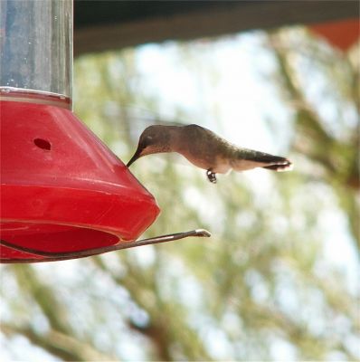 Hummingbird
Taken in Tucson, Arizona. Thanks to Danielle and Mike
Keywords: hummingbird tucson arizona