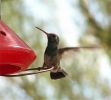hummingbird800.jpg