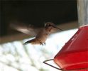 hummingbird801.jpg