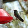 hummingbird804.jpg