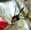 hummingbird805.jpg