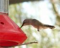 hummingbird806.jpg