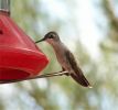 hummingbird807.jpg