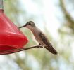 hummingbird808.jpg