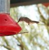 hummingbird809.jpg
